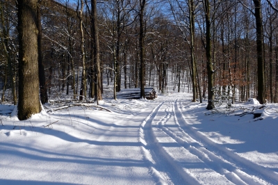 Winter-Wald-Weg #3