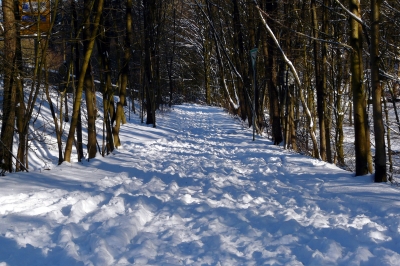 Winter-Wald-Weg #4