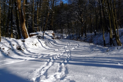 Winter-Wald-Weg #5