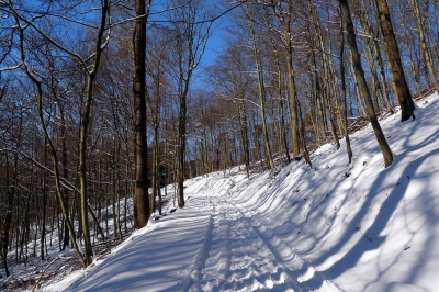 Winter-Wald-Weg #6