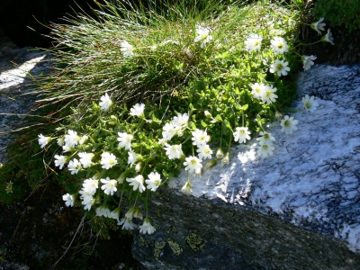 Blume am Berg 1