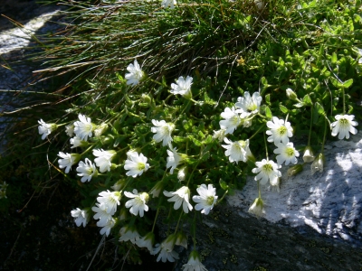 Blume am Berg 2