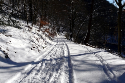 Winter-Wald-Weg #7