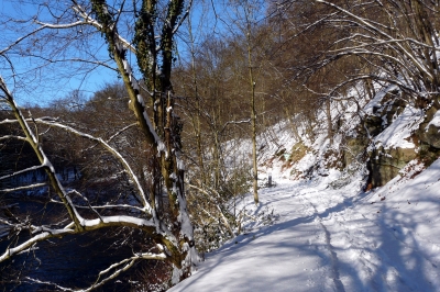 Winter-Wald-Weg #10