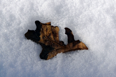 Schnee-Blatt