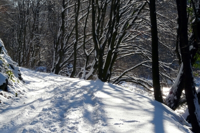 Winter-Wald-Weg #12