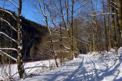 Winter-Wald-Weg #14