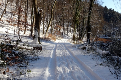 Winter-Wald-Weg #15