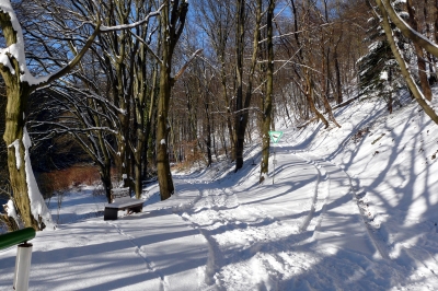 Winter-Wald-Weg #16