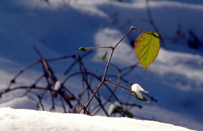 ein zarter grüner Hoffnungsschimmer im Schnee