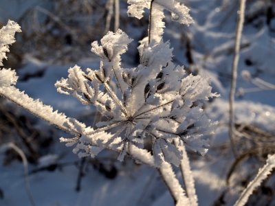 raureif im morgenlicht