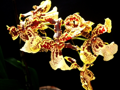 getigerte Orchidee1