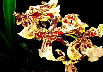getigerte Orchidee2