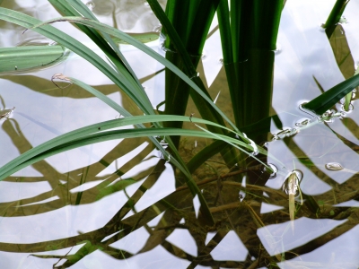 Spiegelung am Teich