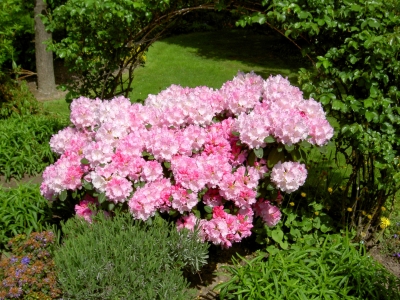 Rhododendron 2