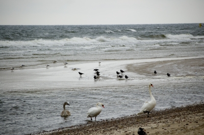 Familie Schwan beim Landgang