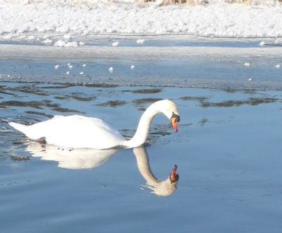 Schwan Schwan