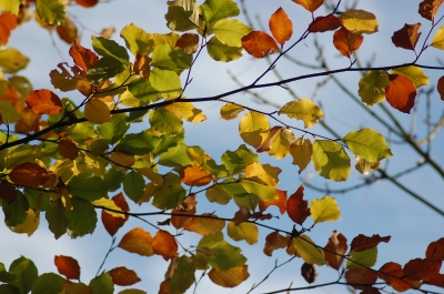 Herbstblätter