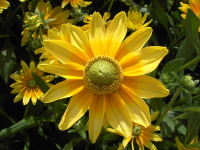 Gelbe Blume 2