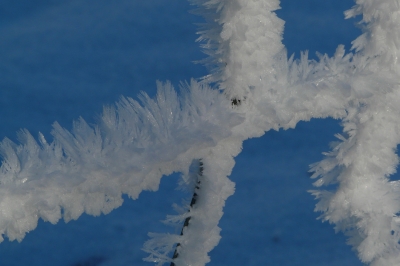 Eiskristalle am Zaun