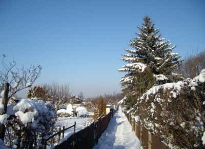 Schnee im Garten 1