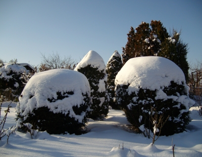 Schnee im Garten 2