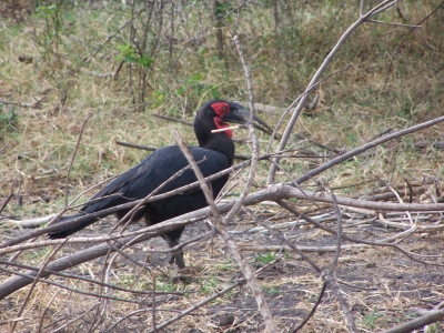 afrikanischer Hornvogel