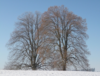 Zwei Linden in der Wintersonne