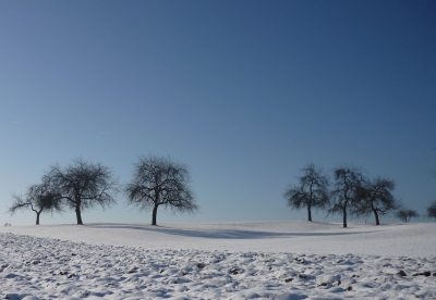 Obstbäume in der Wintersonne
