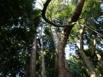 Blick in die Baumwipfeln