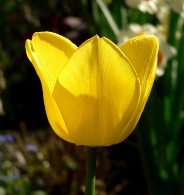 Gelbe Tulpe