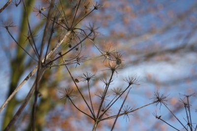 Pusteblume Supersize