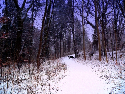 Der Hund geht gassi im Wald-5