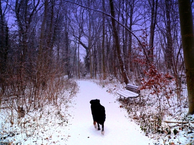 Der Hund geht gassi im Wald-4