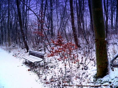 Die Bank im Wald