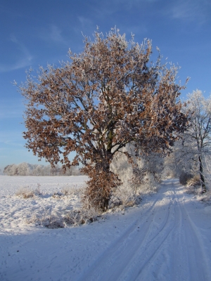 Winterschönheit II