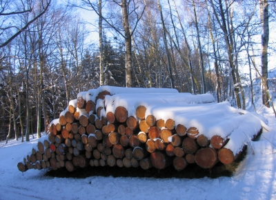 Holzeinschlag - Mondholz