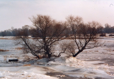 Winter an der Oder
