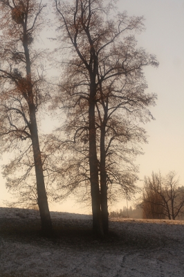 Bäume im Winter