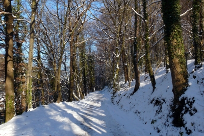 Winter-Wald-Weg #18