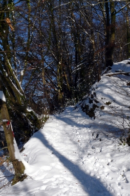 Winter-Wald-Weg #19