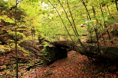 Wilder Herbstwald