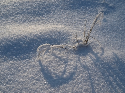 gräser bei morgenlicht  im schnee