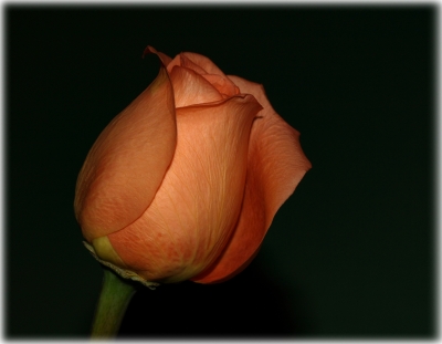 Sag`s mit einer Rose_1