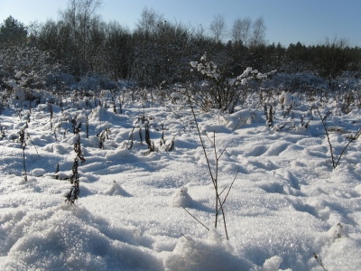 Schneelandschaft