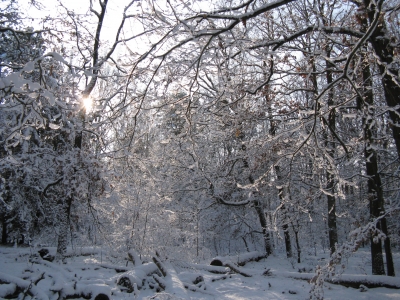 Grunewald im Winter 2