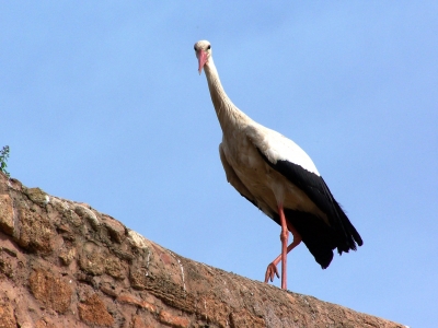 Storch in Marokko