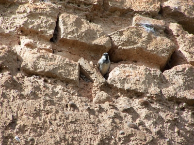 Vogel in der Mauer