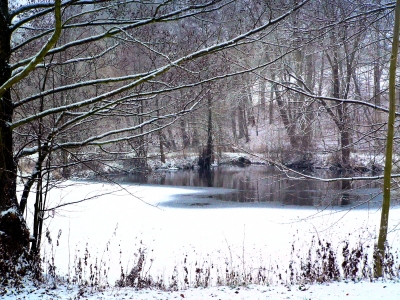 Waldsee-3