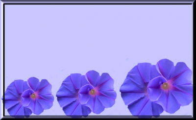 Hintergrund Blumen 71